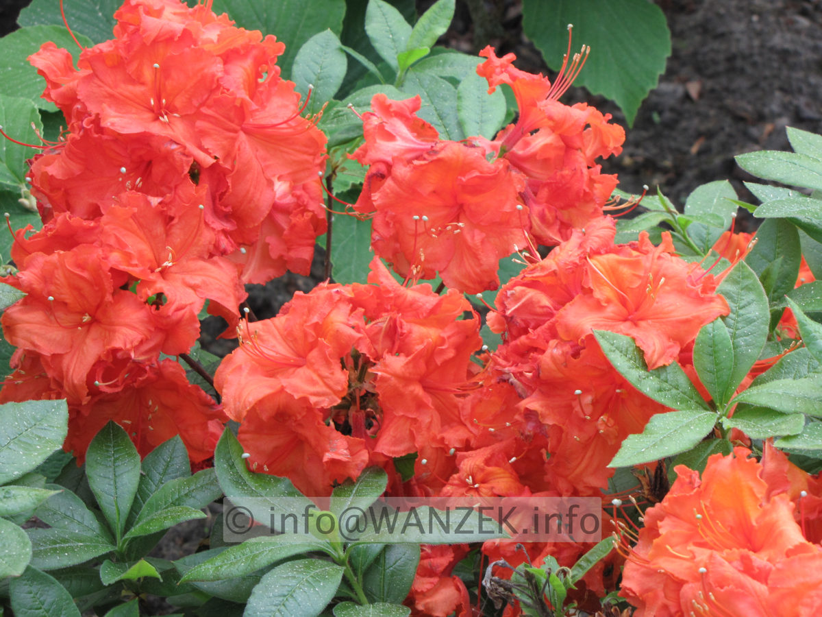 Azalea knaphill Fireball.JPG
